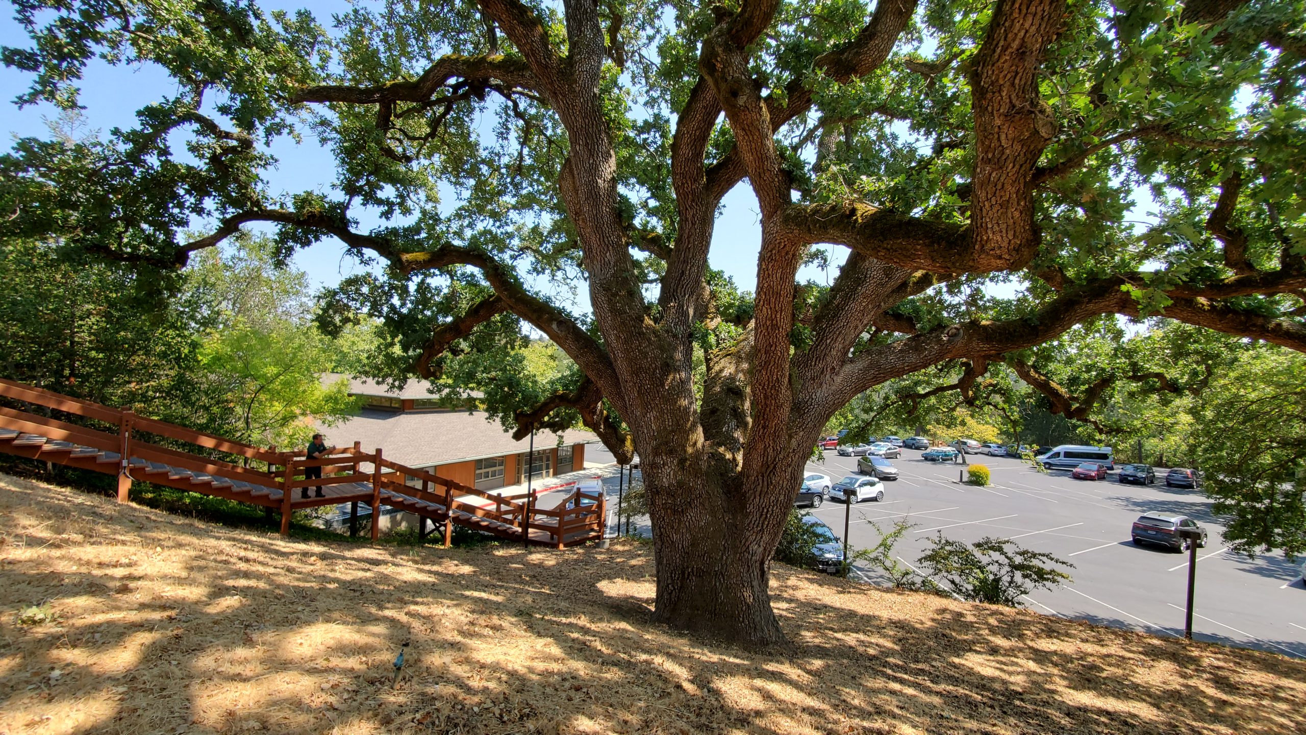 My Oak Tree is Dropping Copious Amounts of Acorns! • Air Gun Maniac