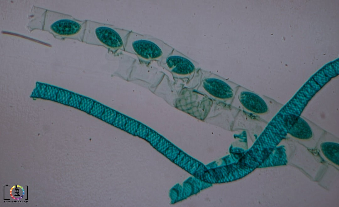 Under the Microscope Spirogyra Travis Hale (Photography and Science)