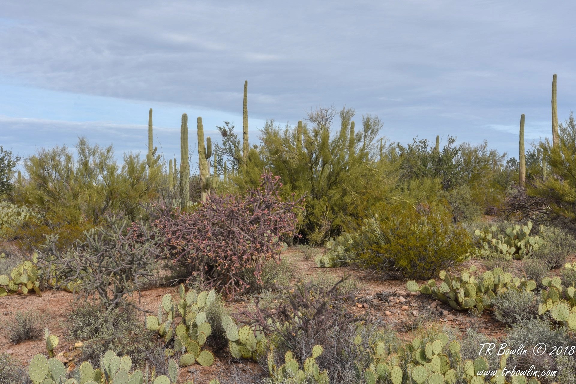 TIL It is possible to raise bees in the desert, as they will collect