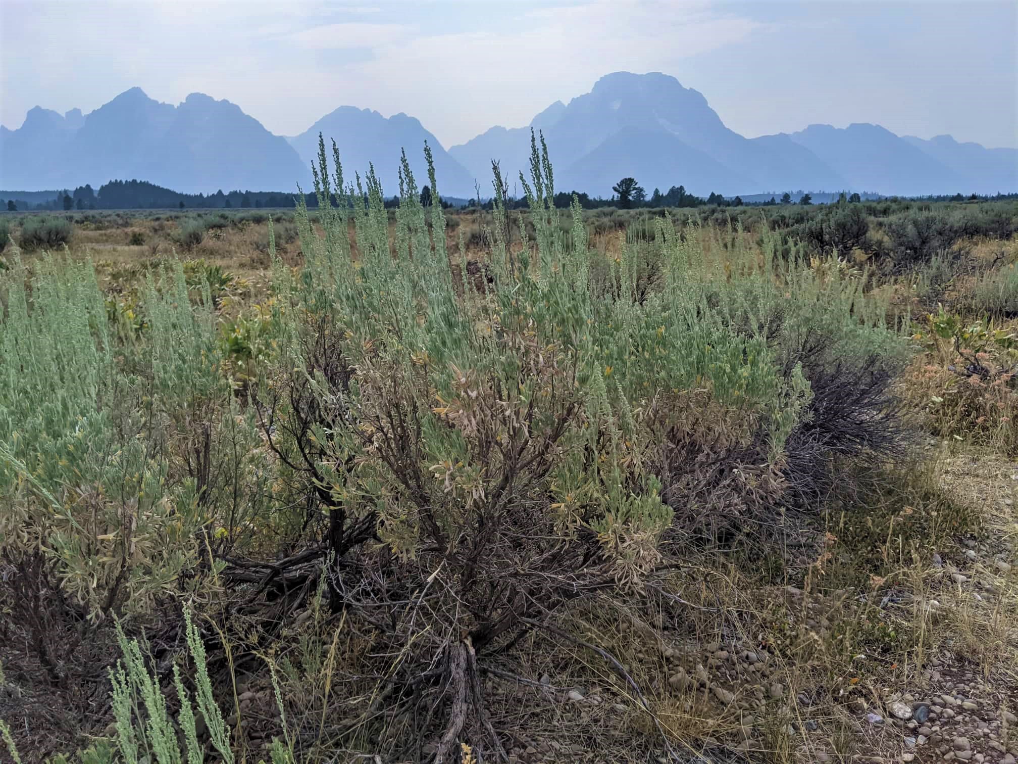 Call on Congress to Restore Disappearing Grasslands Theodore