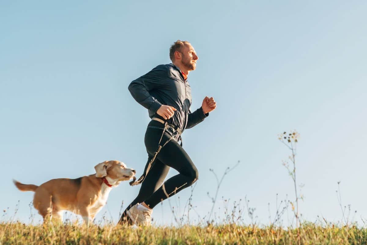 How to Safely Start Running With Your Dog treadmill.run