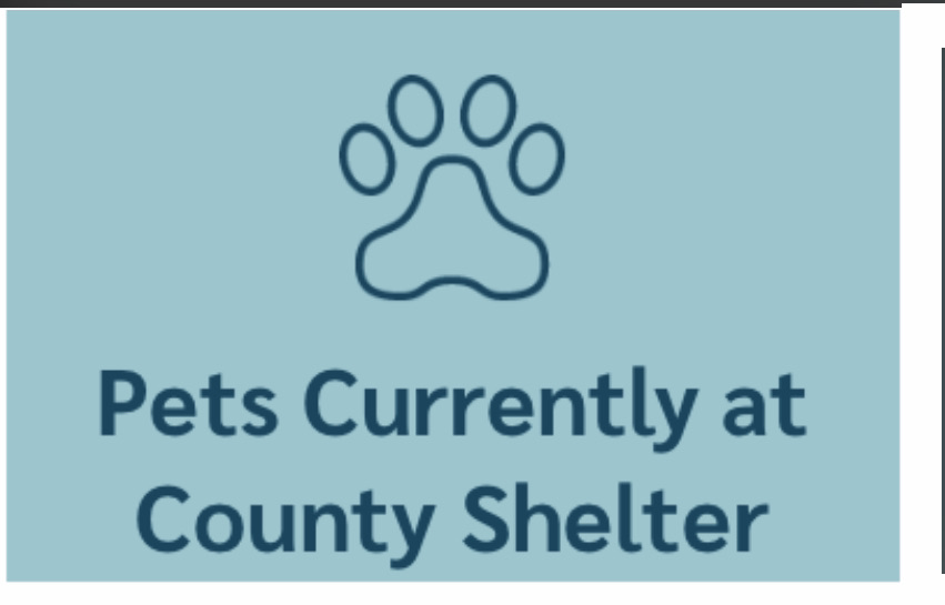 St. Lucie County Animal Safety Opens New Shelter Off Midway Road