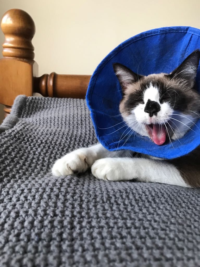 Dizzy Cat Treasured Friends Pet Cremation in Kent