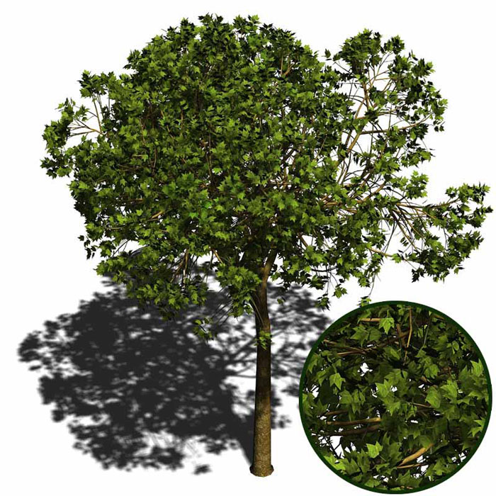 Sycamore Tree Photos, Pictures, Images, Facts on Platanus occidentalis