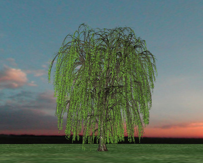 Willow Tree Pictures, Images, Photos of Willows