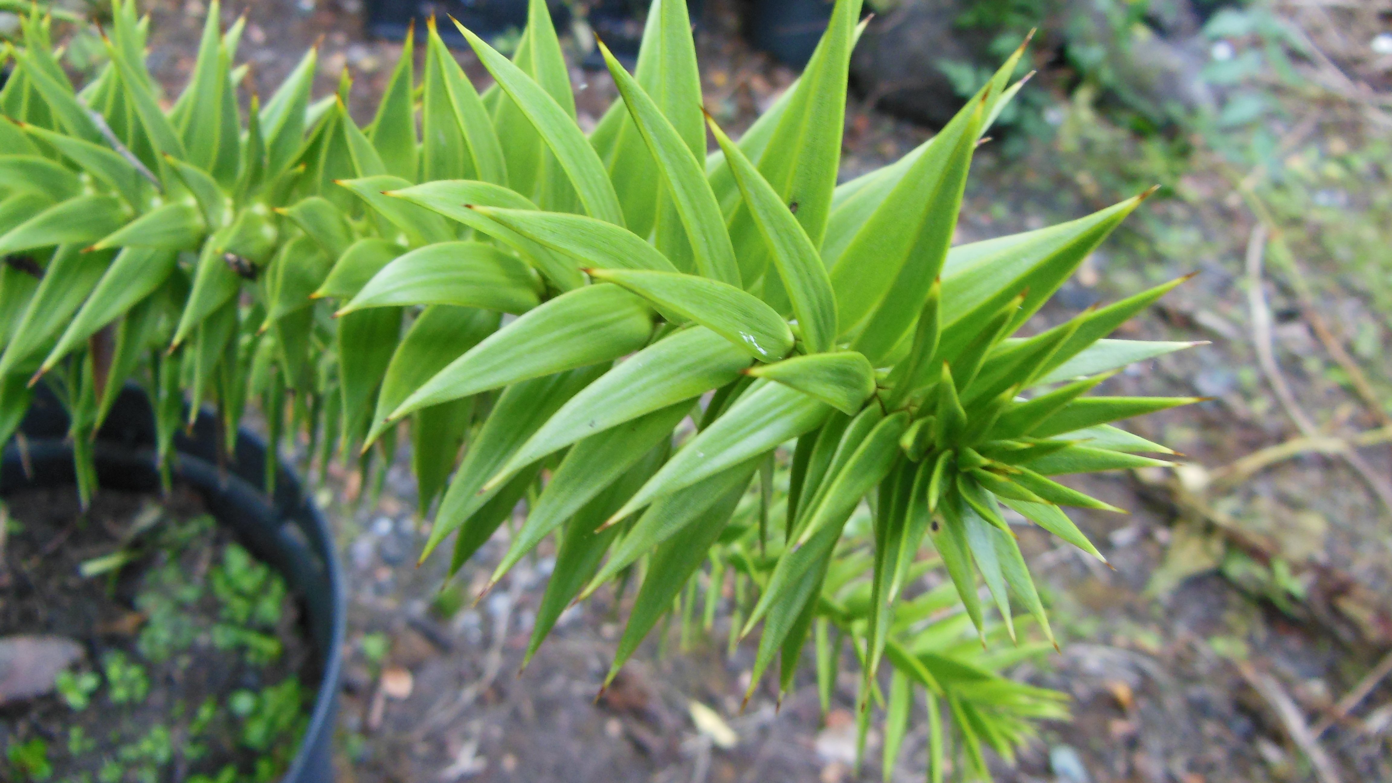 Monkey Puzzle Trees (Araucaria Araucana) Tree Nursery UK