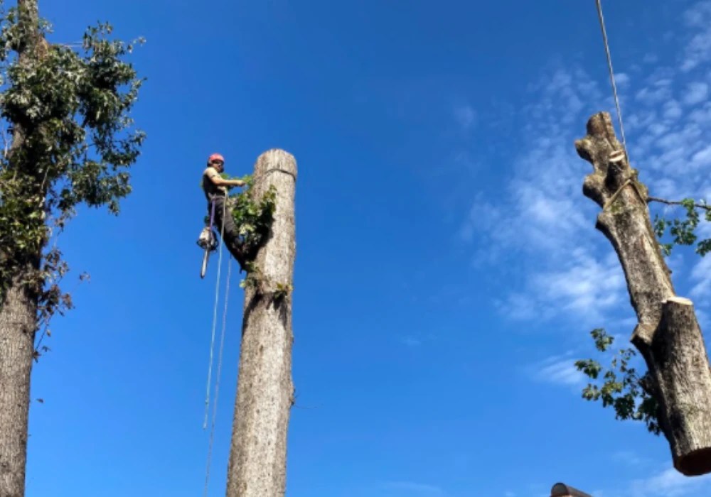 6 Common Reasons To Remove a Tree Treecorp Solutions