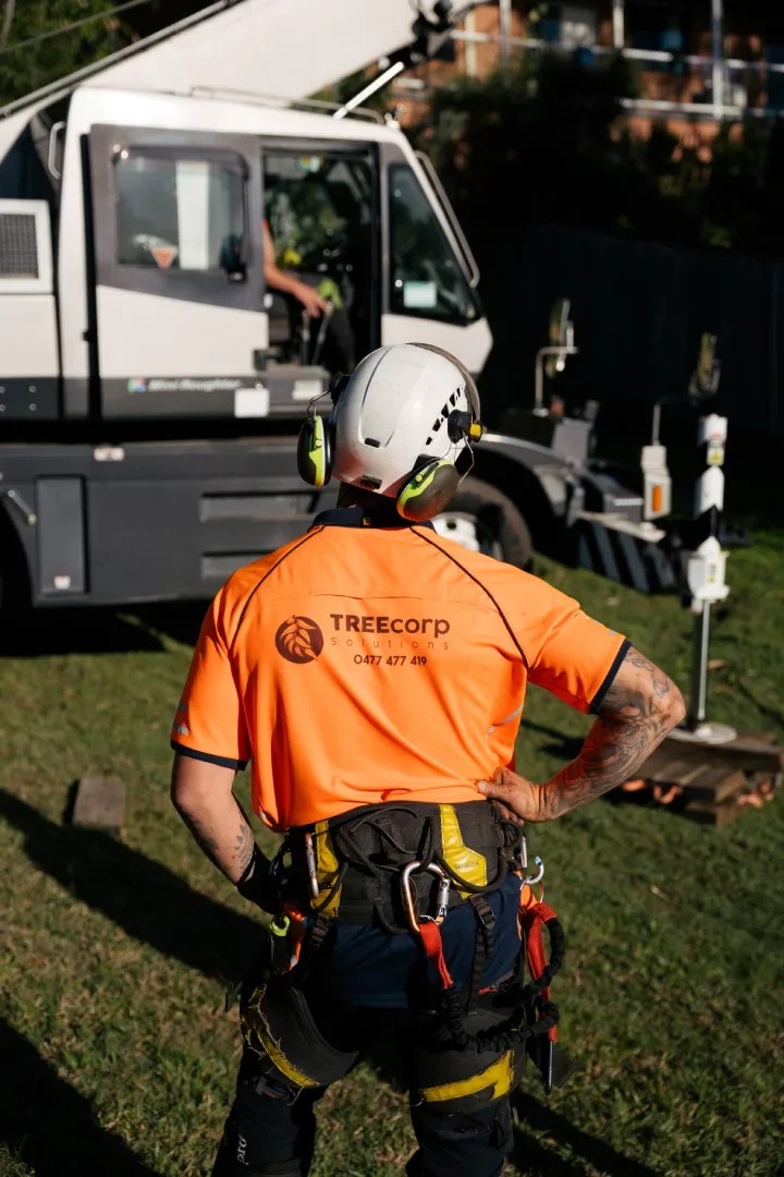 Tree Removal Hamilton Treecorp Solutions