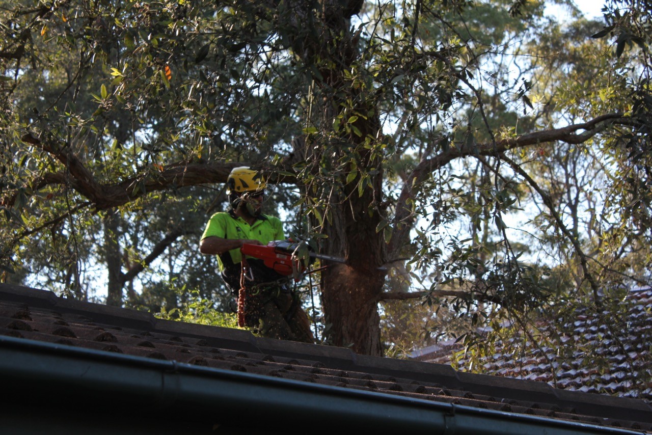 The Tree Cutting Company Tree Cutting Services Sydney Cost & Prices