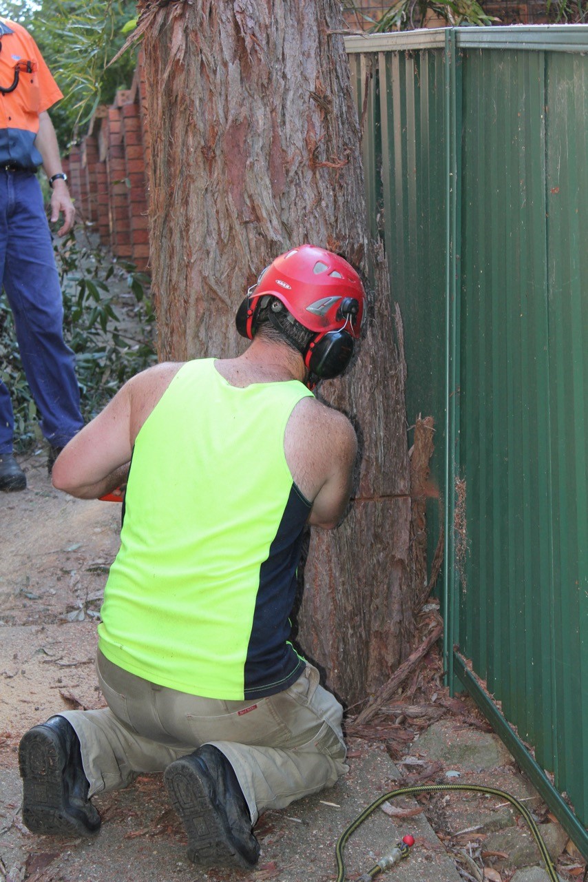 The Tree Cutting Company Tree Cutting Services Sydney Cost & Prices