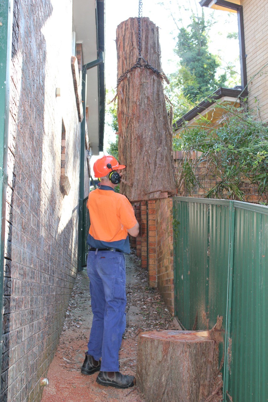 The Tree Cutting Company Tree Cutting Services Sydney Cost & Prices