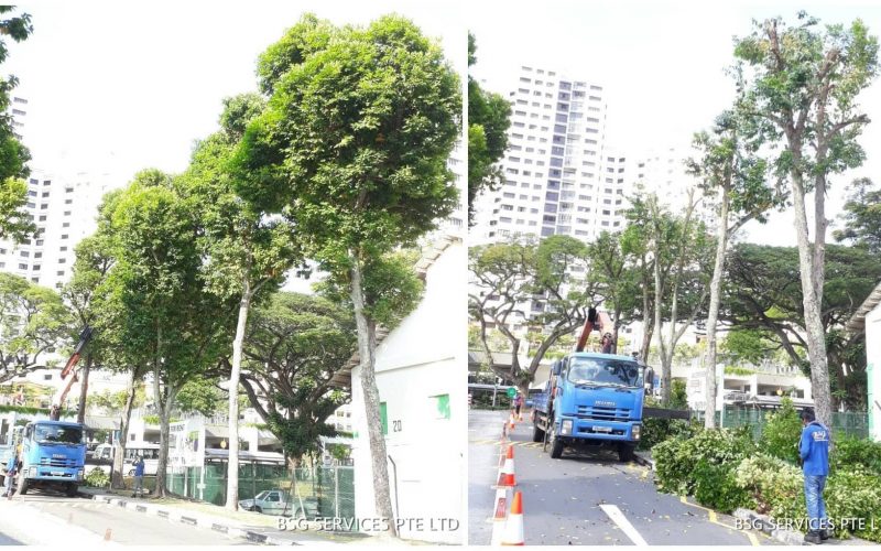 Tree Crown Reduction Crown Trimming