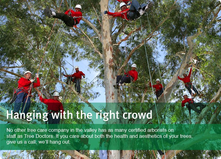 Tree Doctors Arizona tree service, Arizona tree trimming, Arizona