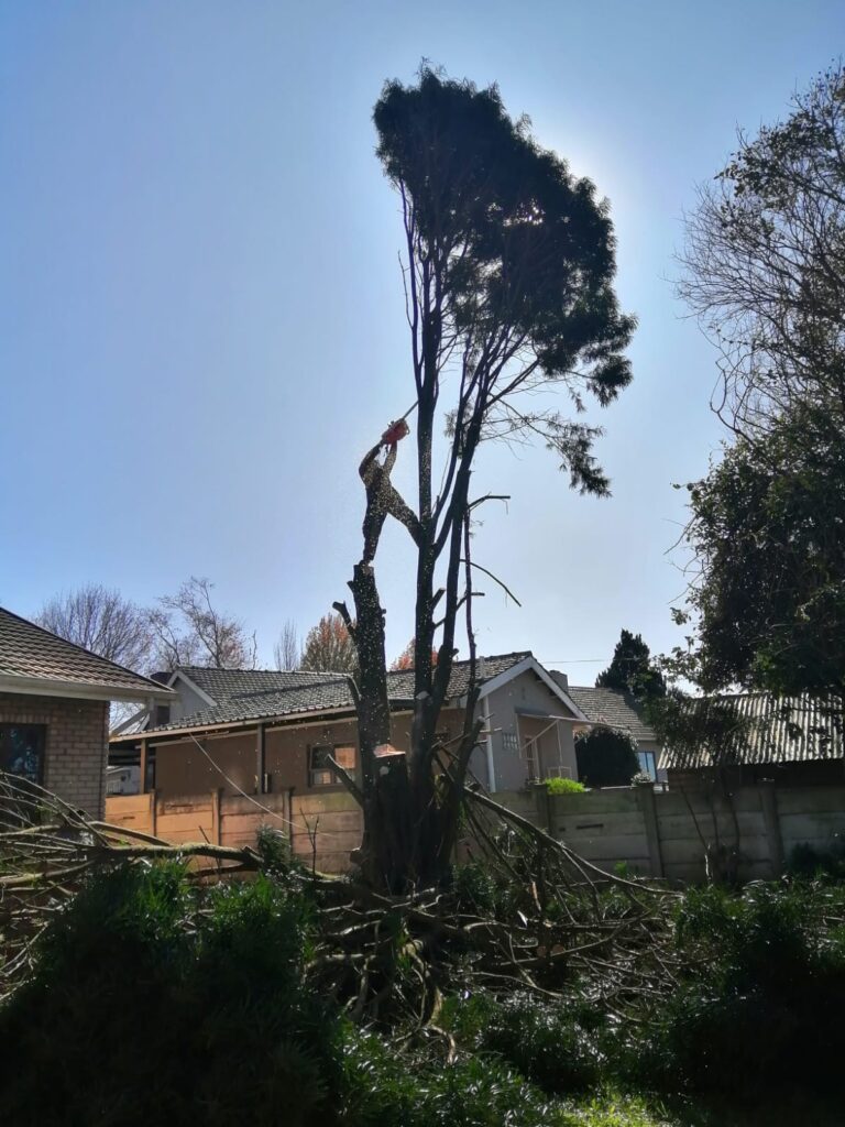 Palm Tree Removal Centurion Tree Felling Centurion