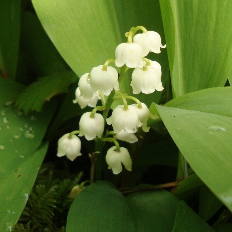 Lily of the Valley Tree Frog Farm Flower Essences Aromatherapy