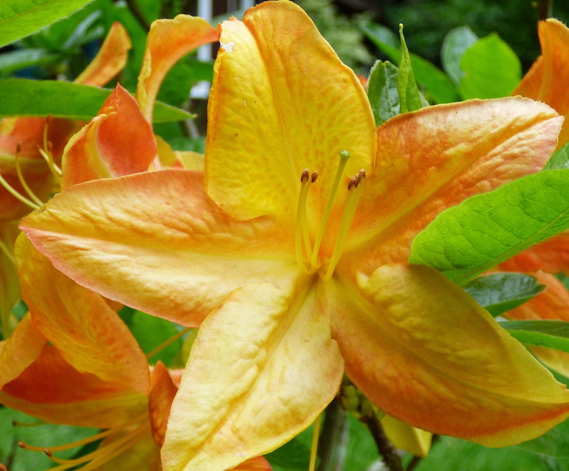 Mandarin Lights Azalea Tree Frog Farm Flower Essences Aromatherapy