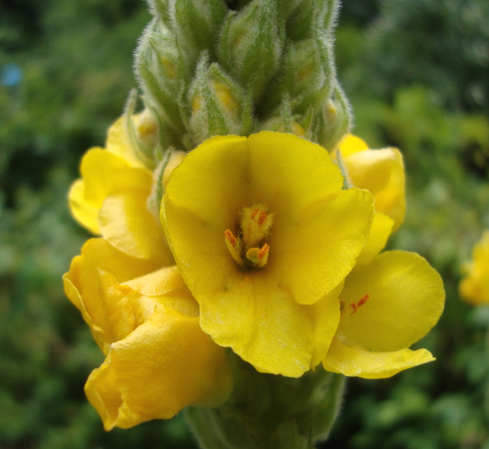 Mullein Flower Essence Tree Frog Farm Flower Essences Aromatherapy