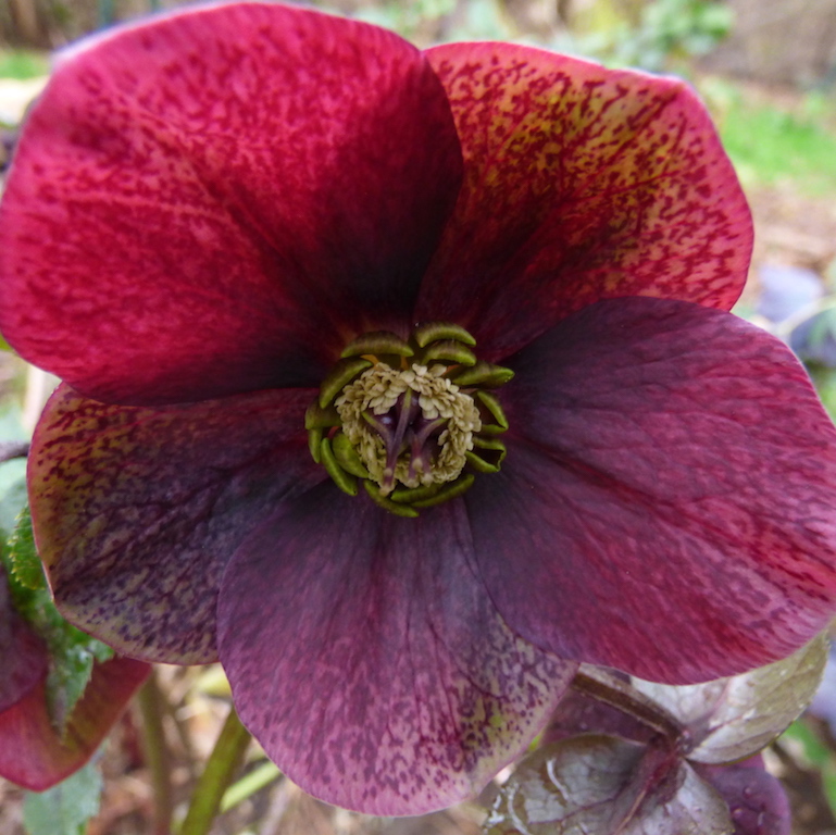 Ruby Hellebore Flower Essence Tree Frog Farm Flower Essences