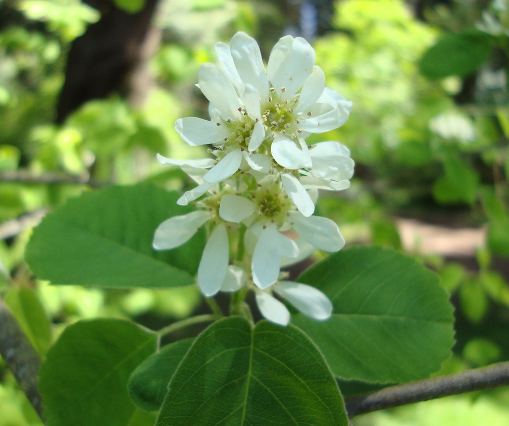 Saskatoon Flower Essence Tree Frog Farm Flower Essences Aromatherapy