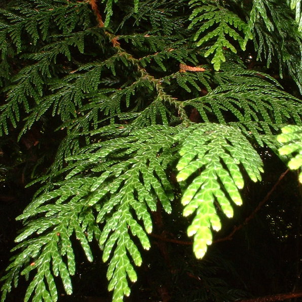 Western Red Cedar Tree Essence Tree Frog Farm Flower Essences