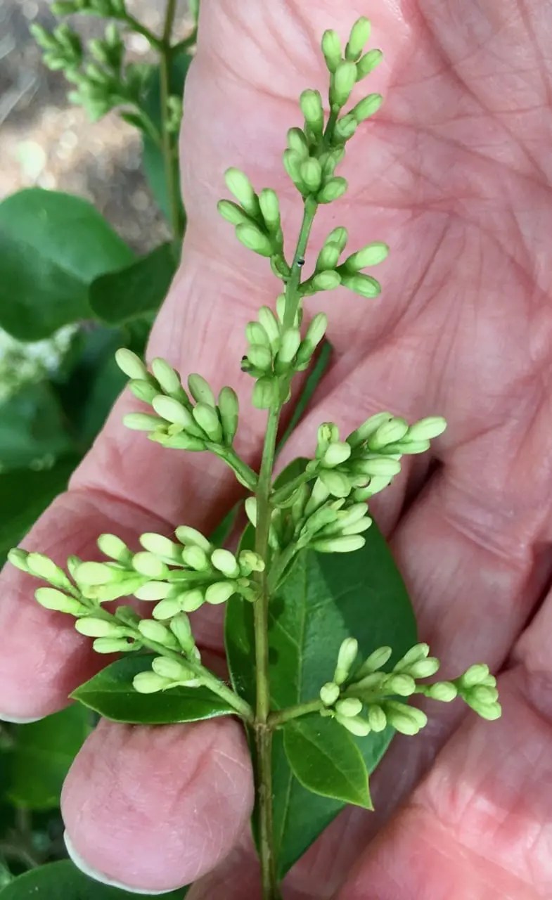 Inflorescencesexamples Tree Guide UK