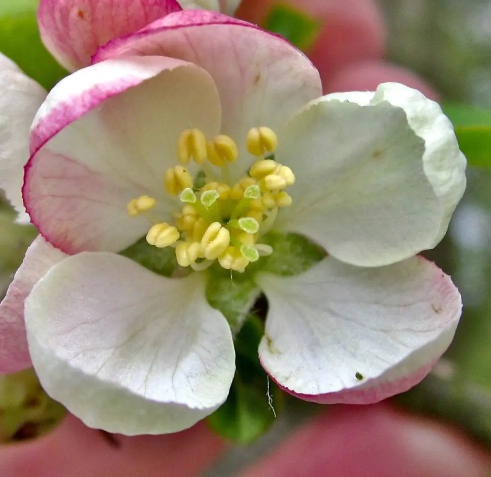 Apple Tree Guide UK Crab Apple Tree identification