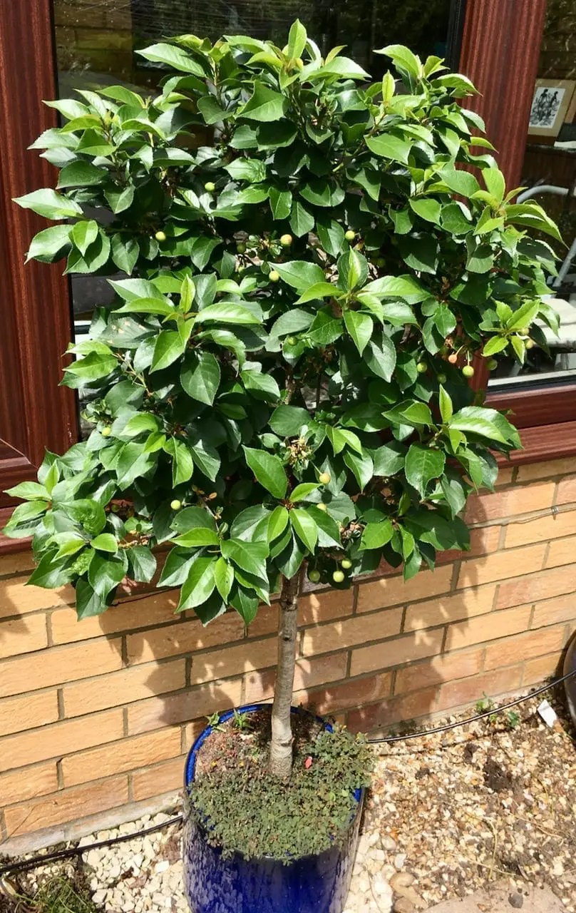 Dwarf Cherry Tree Guide UK Dwarf Cherry a year in pictures.