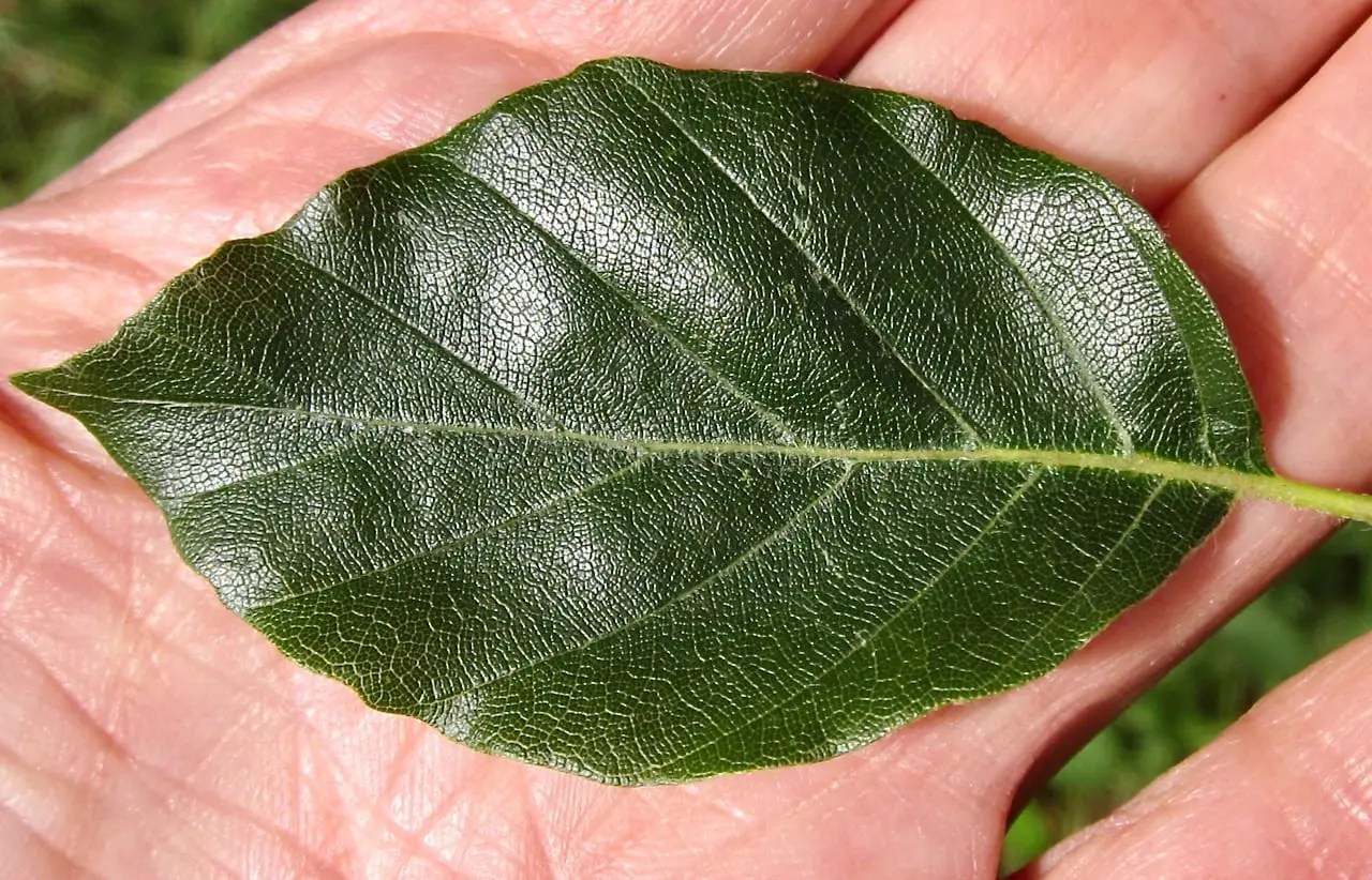 Leaf oval smooth Tree Guide UK Tree ID by oval smoothedged leaf