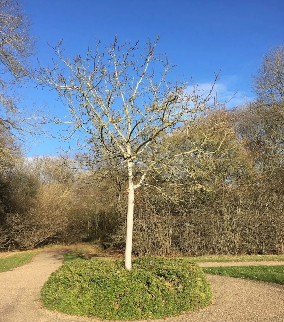 Walnut Tree Guide UK Common Walnut tree identification