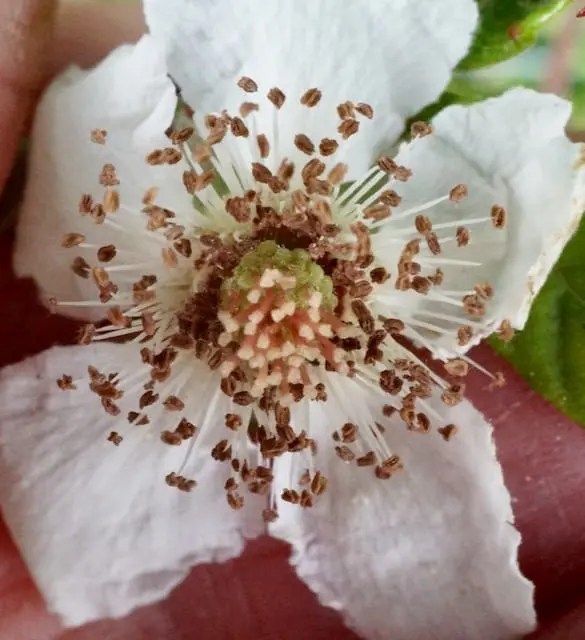 Aggregate Fruit Tree Guide UK Aggregate Fruit