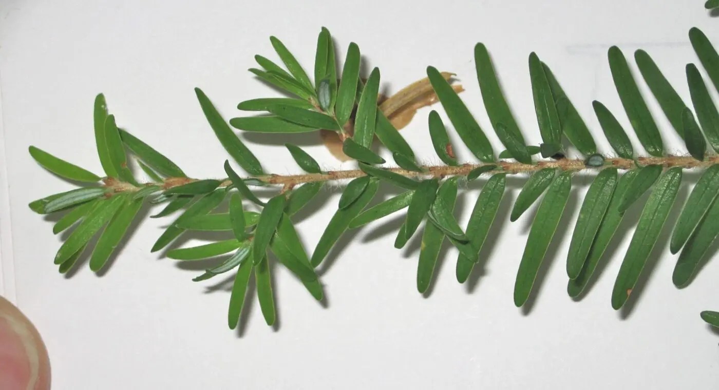 Western Hemlock Tree Guide UK Western Hemlock tree identification