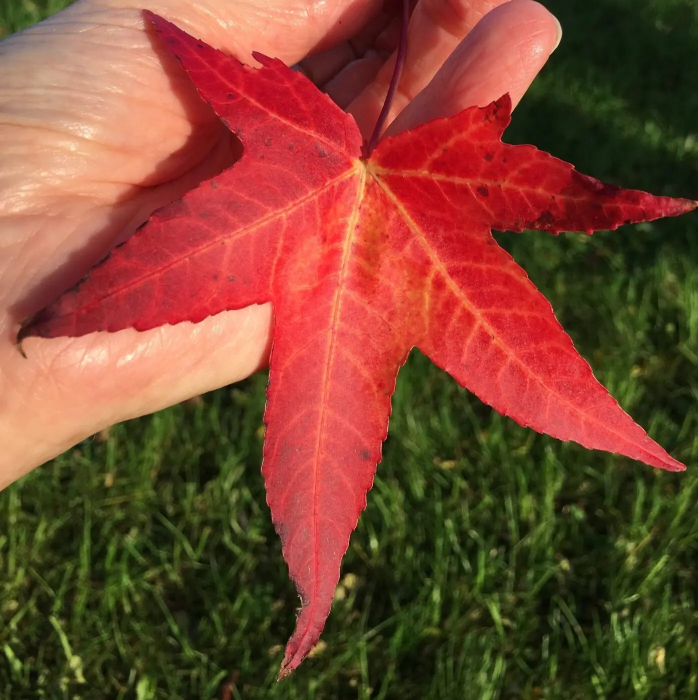 What Is A Sweet Gum Tree at Carol Laseter blog