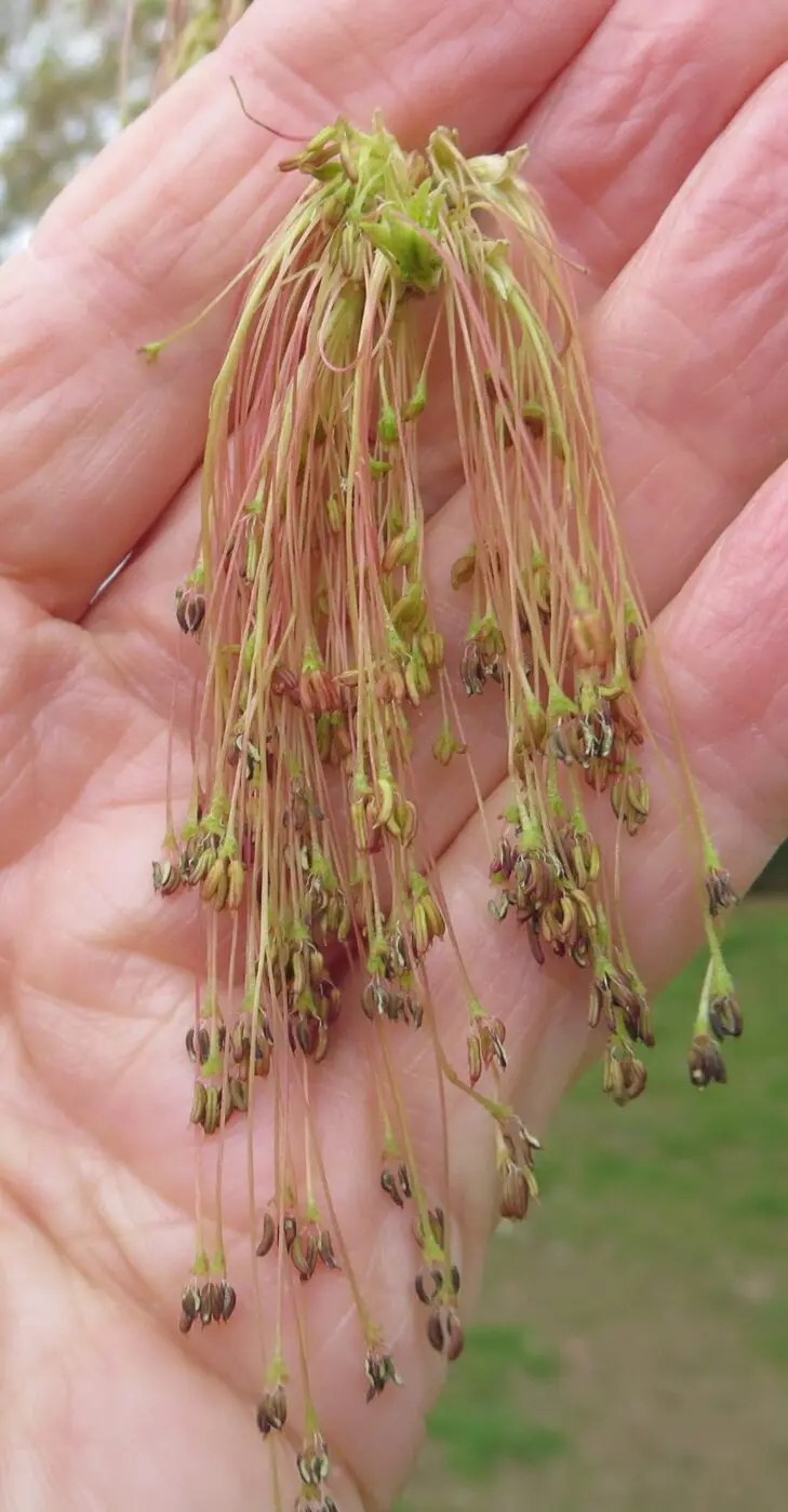 Box Elder Tree Guide UK Box Elder tree identification