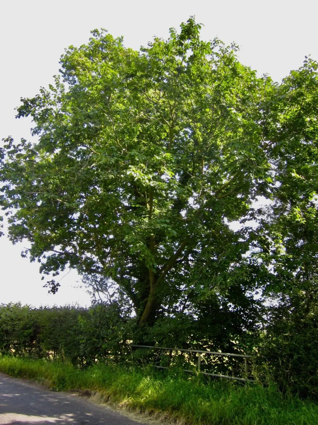 Wych Elm Tree Guide UK Wych Elm tree identification