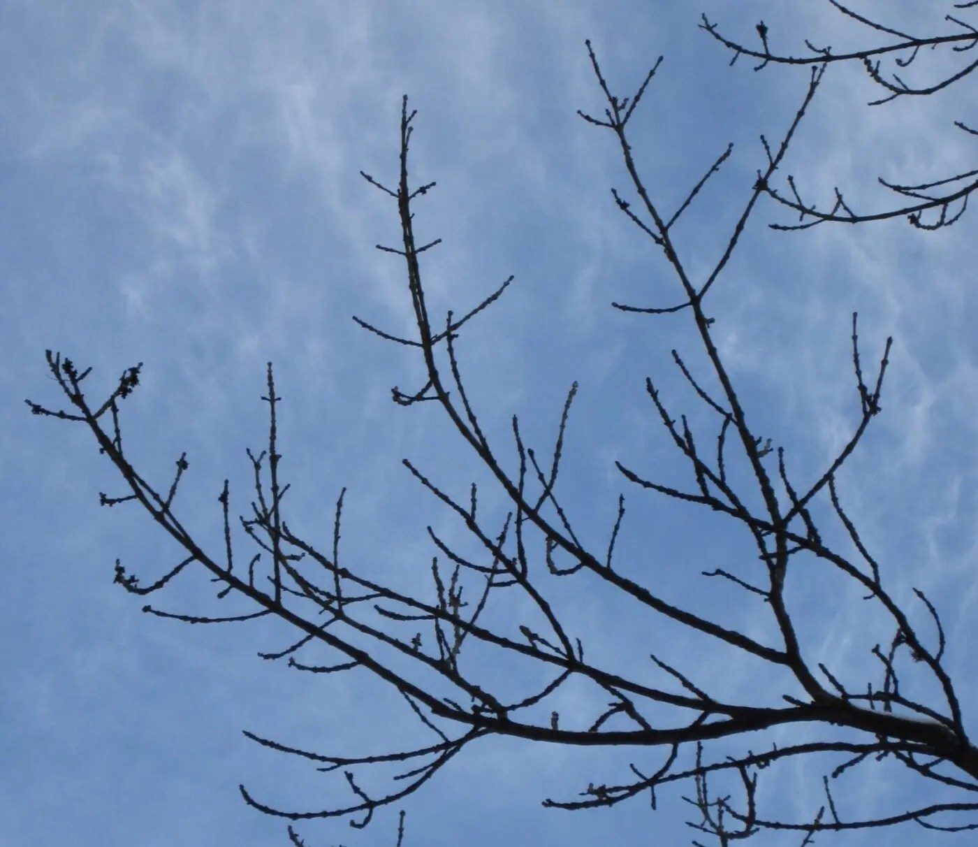 Winter Branches Tree Guide UK Tree identification by winter branches