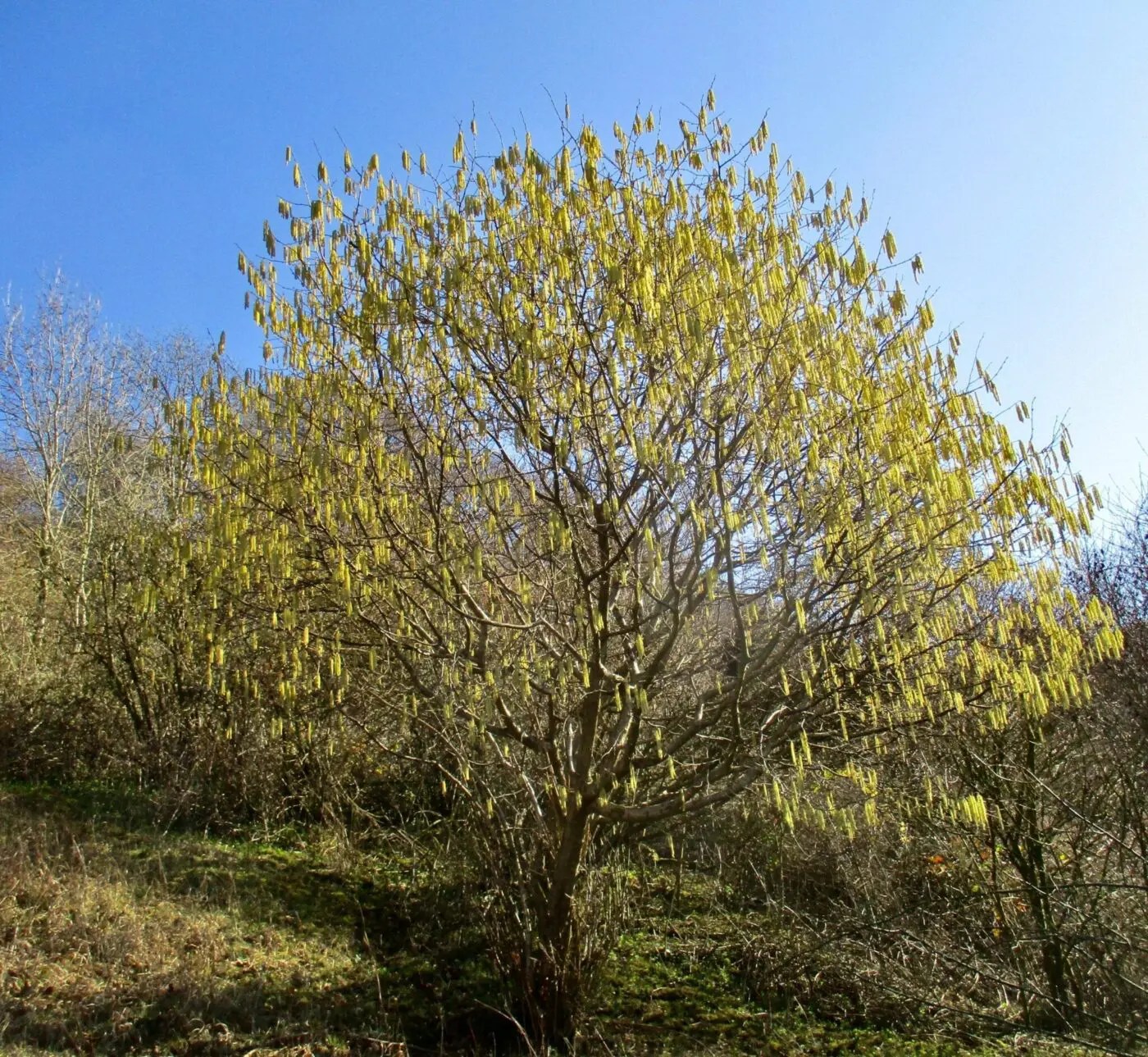 hazel common Tree Guide UK