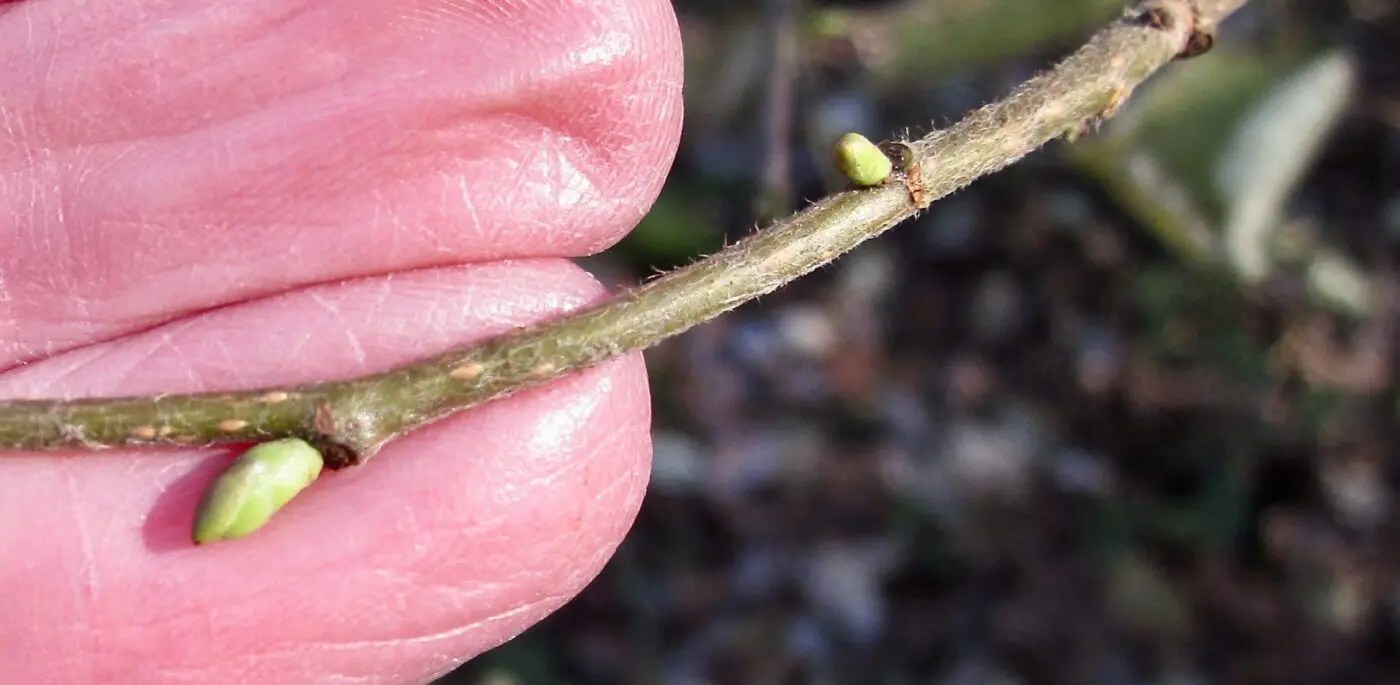 Buds Alternate Tree Guide UK Tree ID by lateral alternate buds
