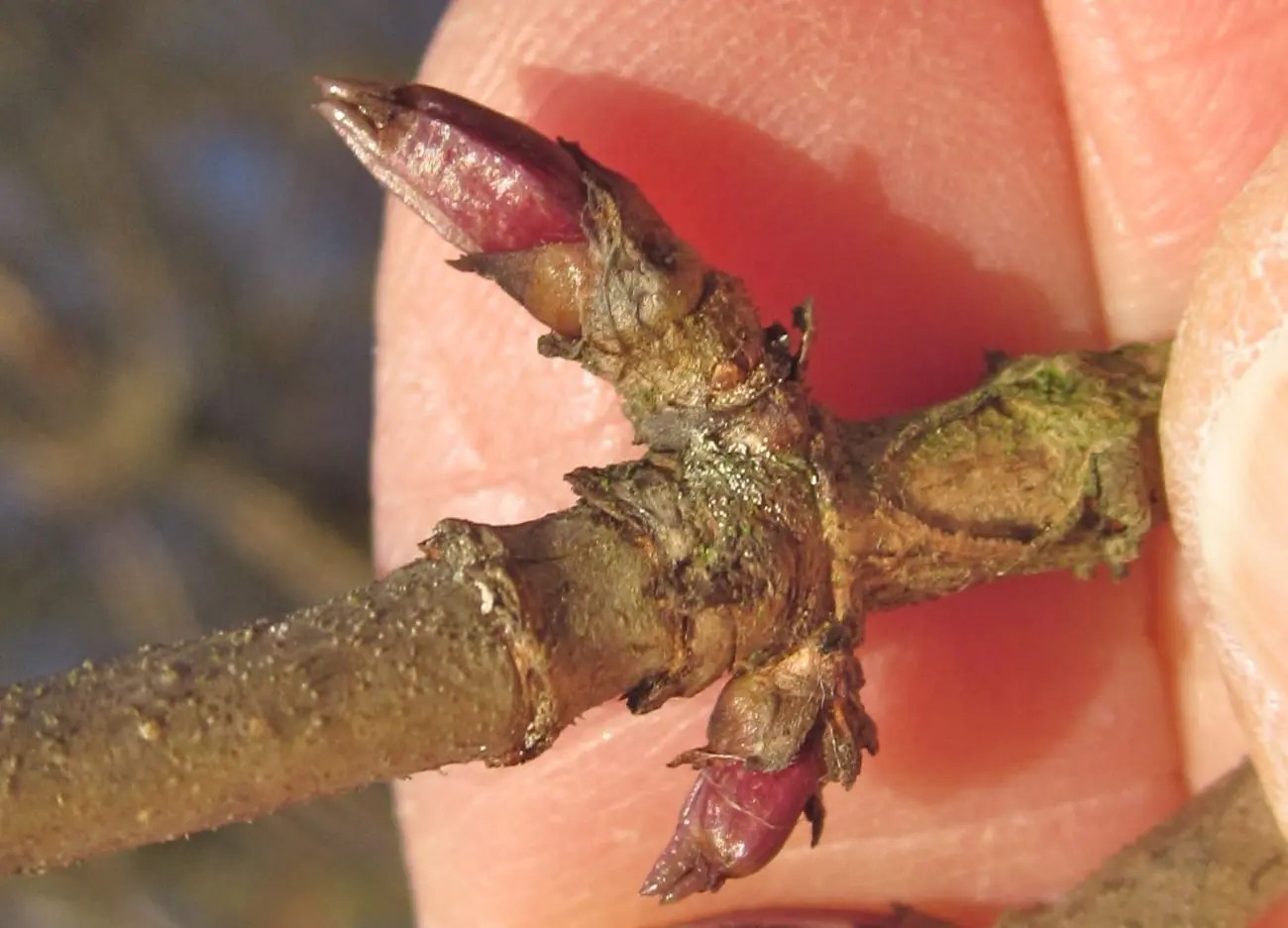 Elder Tree Guide UK Elder tree identification by leaf, flower and fruit
