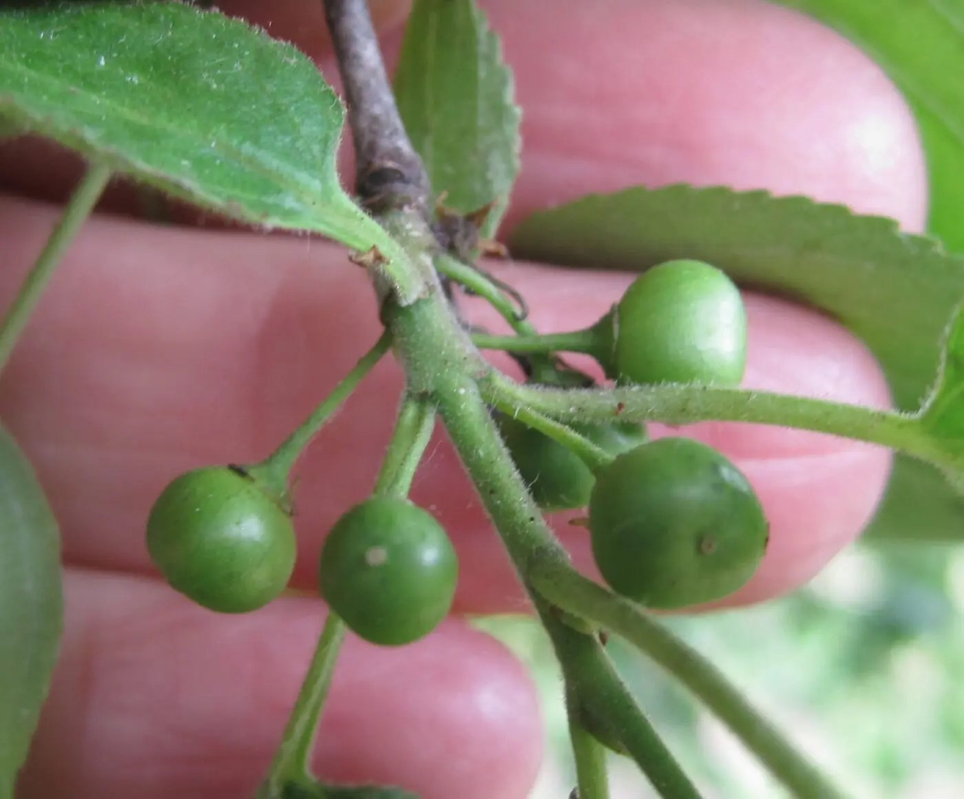 Purging Buckthorn Tree Guide UK Purging Buckthorn tree identification