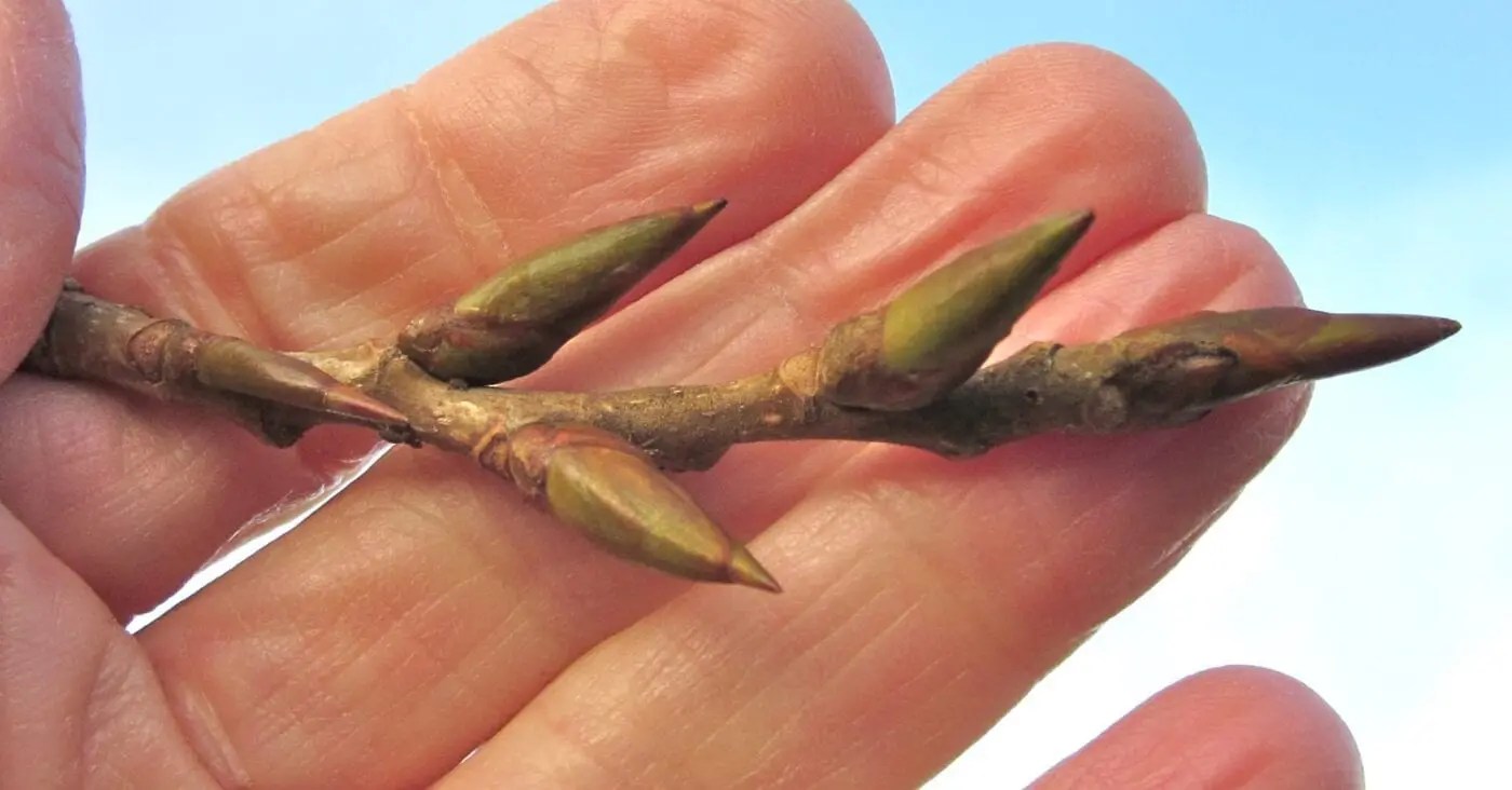 Poplars Tree Guide UK Poplar trees identification