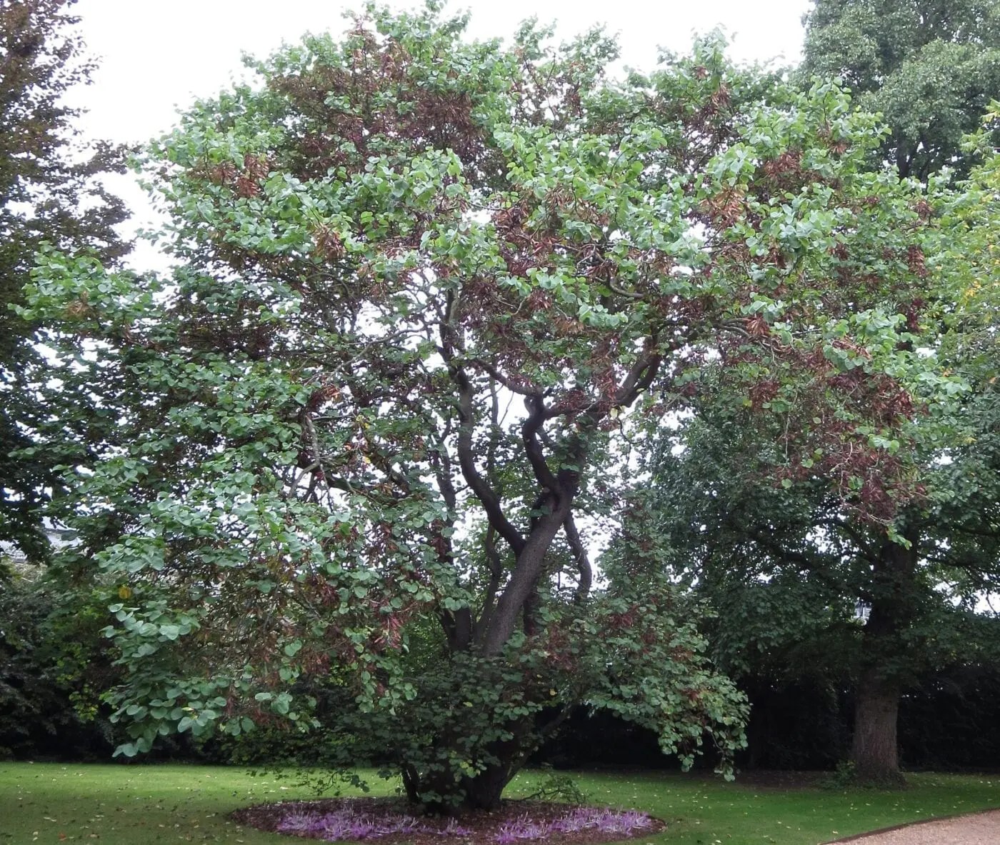Judas Tree Tree Guide UK Judas Tree identification
