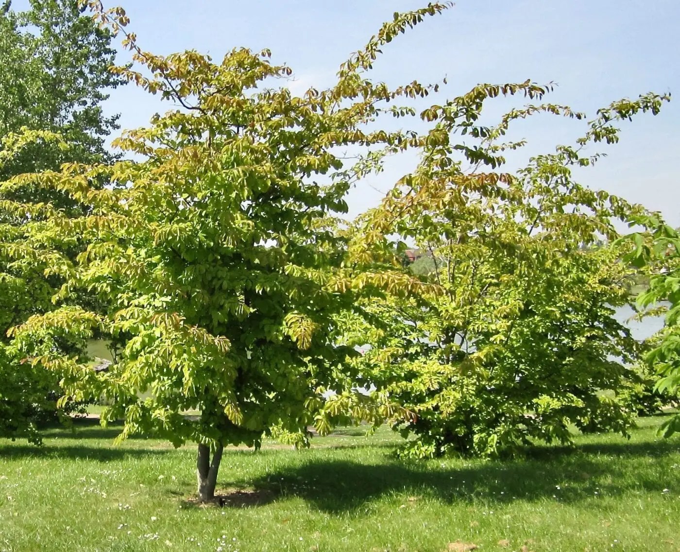Persian Ironwood Tree Guide UK Persian Ironwood tree identification