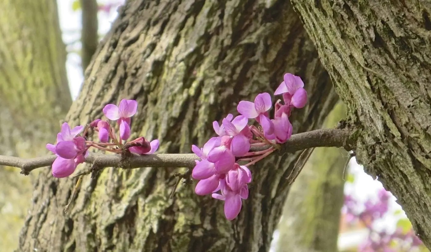 Judas Tree Tree Guide UK Judas Tree identification