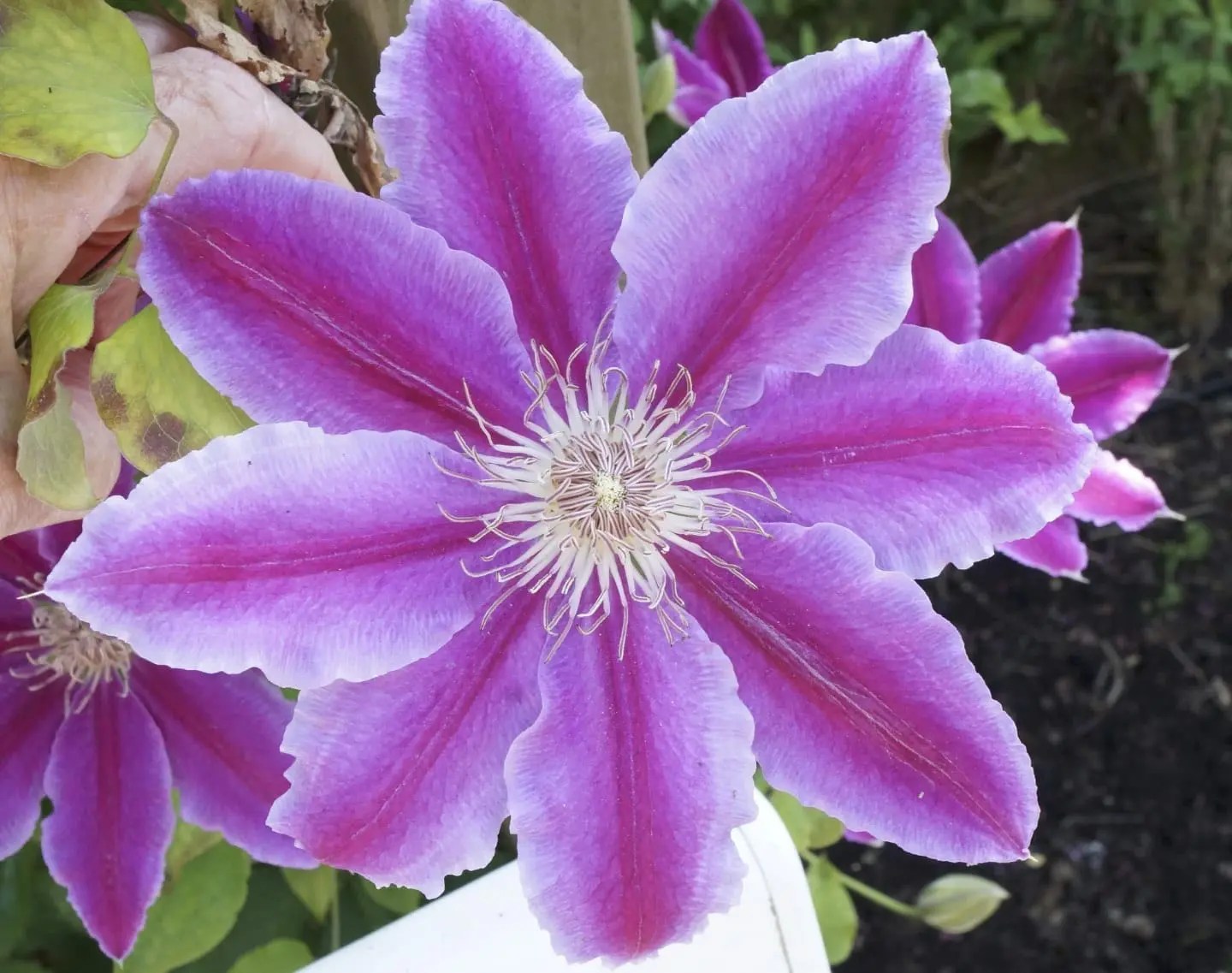 Buttercup Family Butter Cup Family