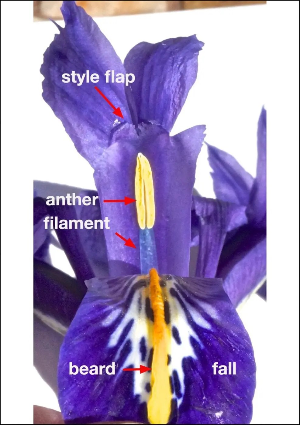 Iris Family Iris Family