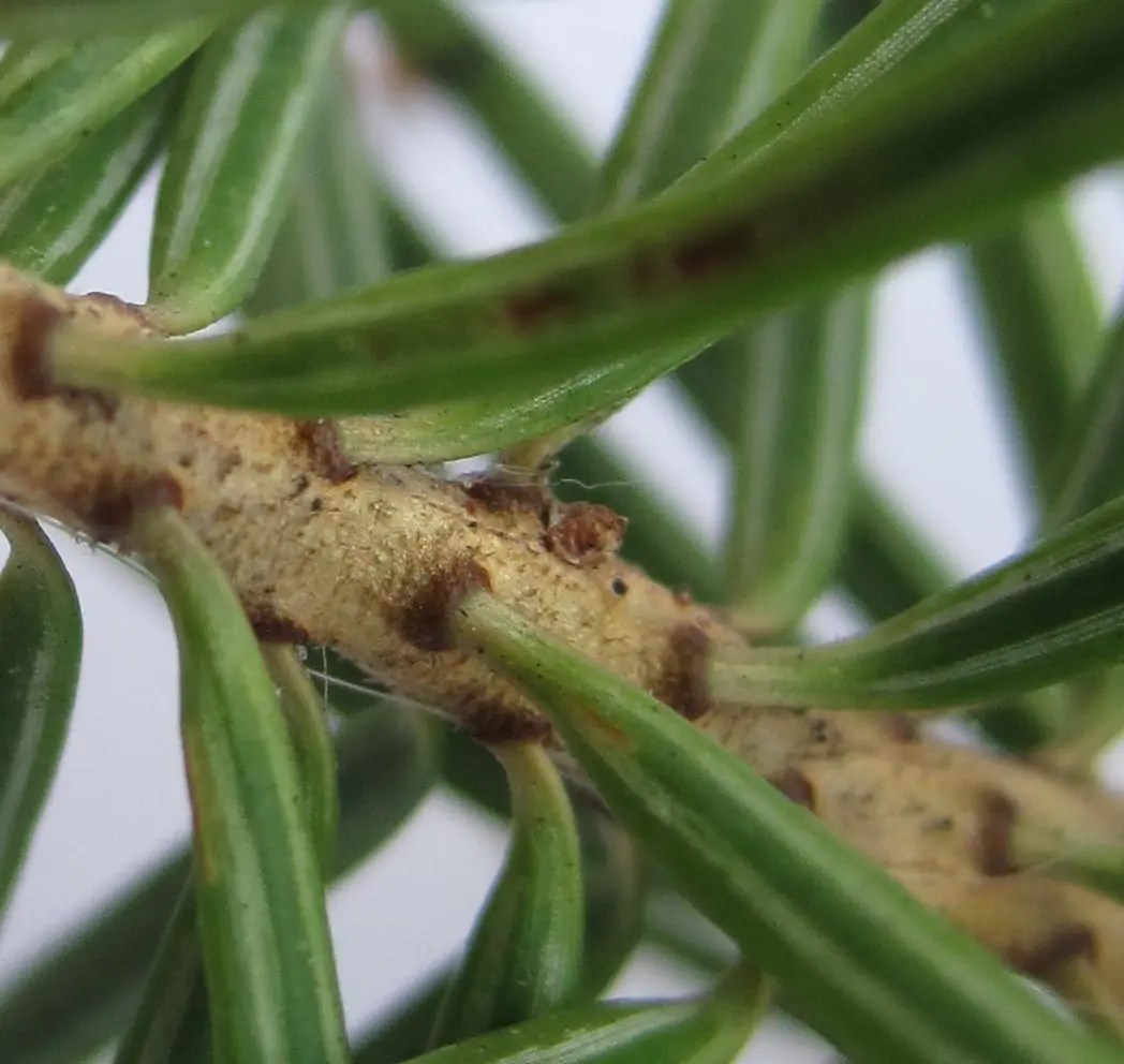 Douglas Fir Tree Guide UK Douglas Fir tree identification