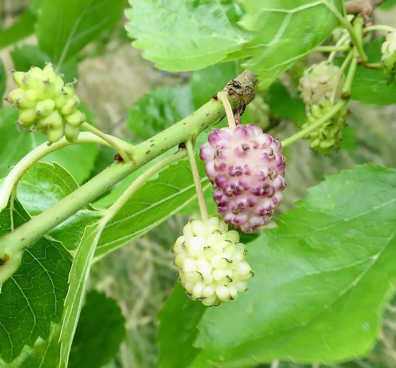 Mulberries Tree Guide UK Mulberry tree identification