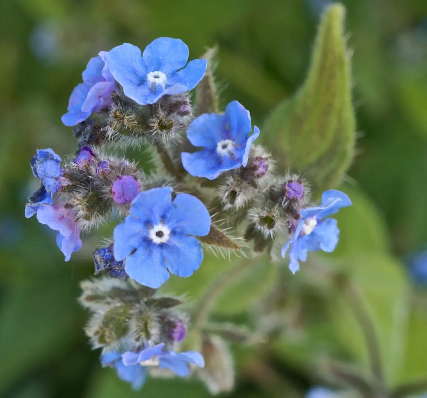 Borage Family Borage Family
