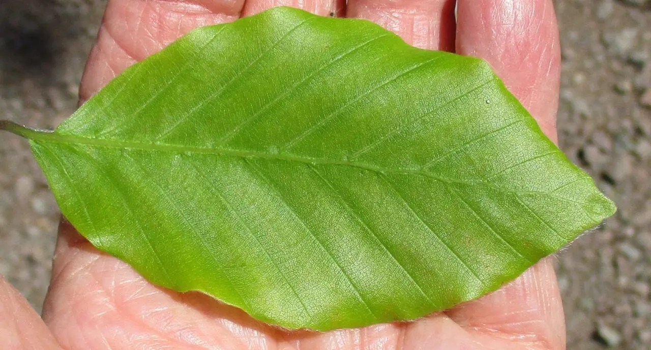 Beech Tree Guide UK Common Beech tree identification