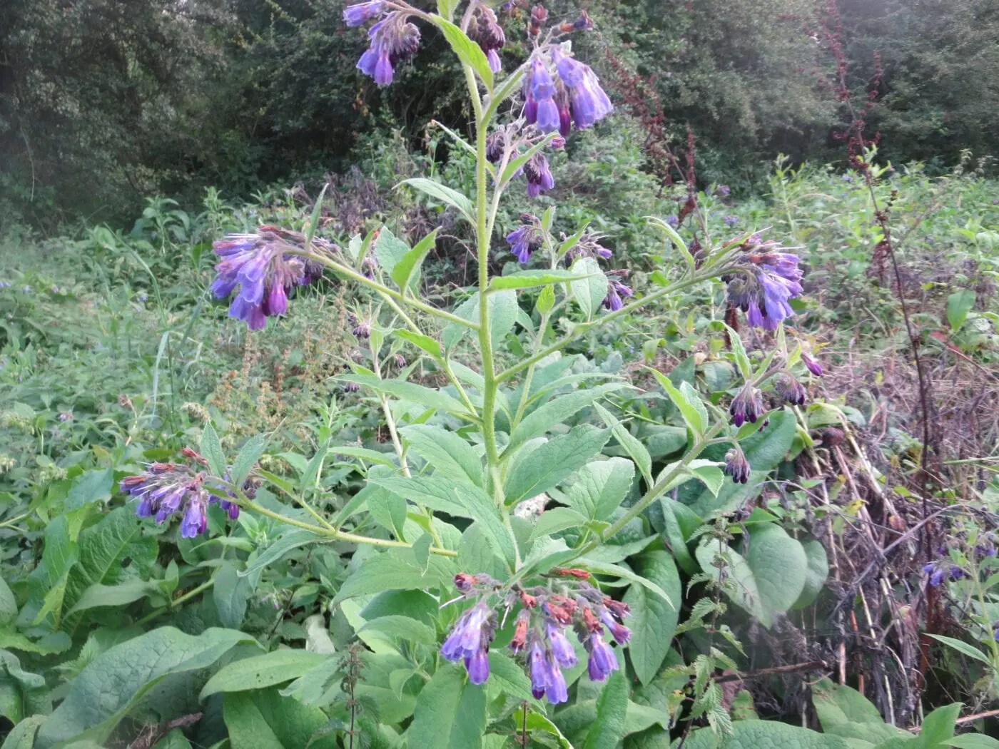 Borage Family Borage Family